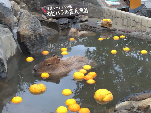 かピパラの露天風呂