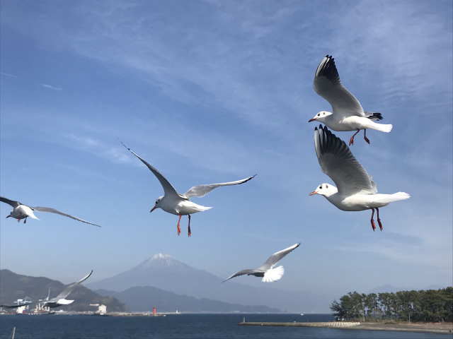 船上からの富士山