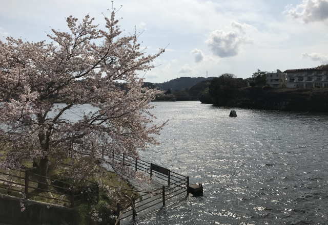 亀山湖と桜