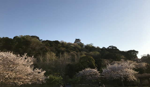 城山公園の桜と館山城
