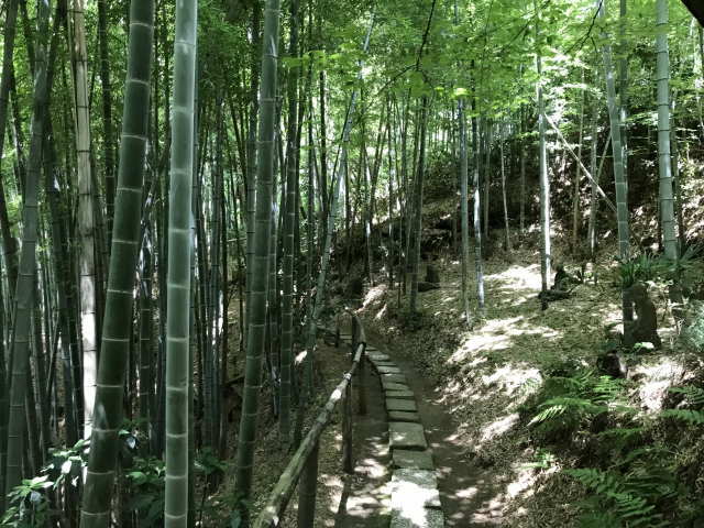 竹林
