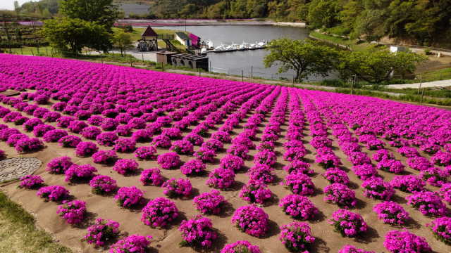 芝桜と湖