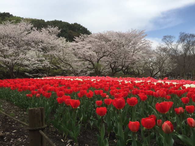 ふれあいの森の桜とチューリップ