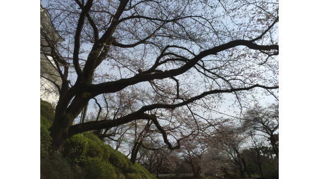 小田原城址公園（神奈川県小田原市）の桜