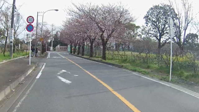 小田原フラワーガーデンへと続く道の桜