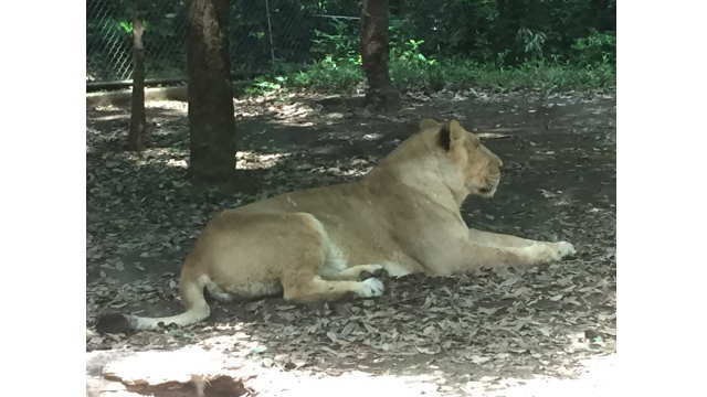 ズーラシアで休憩中のライオン