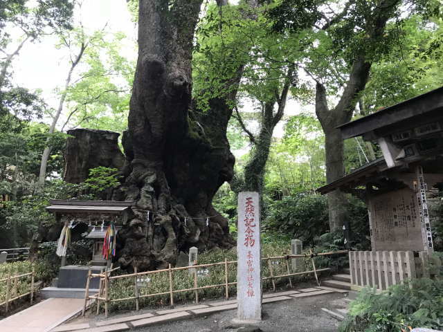 来宮神社のご神木でもある大楠