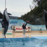 下田海中水族館 イルカたち