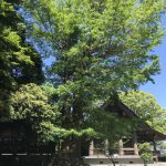 安房神社の大木