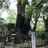 来宮神社の御神木（第一大楠）