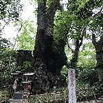 来宮神社の御神木（第一大楠）